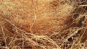 Búi rễ cỏ Vetiver khô vàng óng, nguyên liệu chưng cất tinh dầu và làm hương nhang