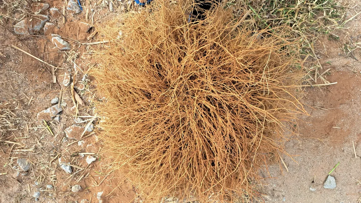 Bụi rễ cỏ Vetiver vàng nâu toả tròn dày đặc nhìn thẳng từ trên xuống trên nền đất đỏ lẫn sỏi đá
