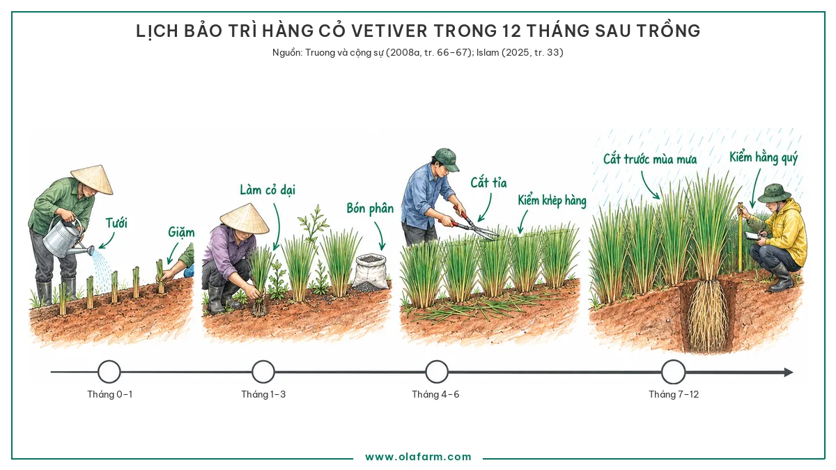 Bảo trì vetiver sau thi công: lịch 12 tháng và cách kiểm tra