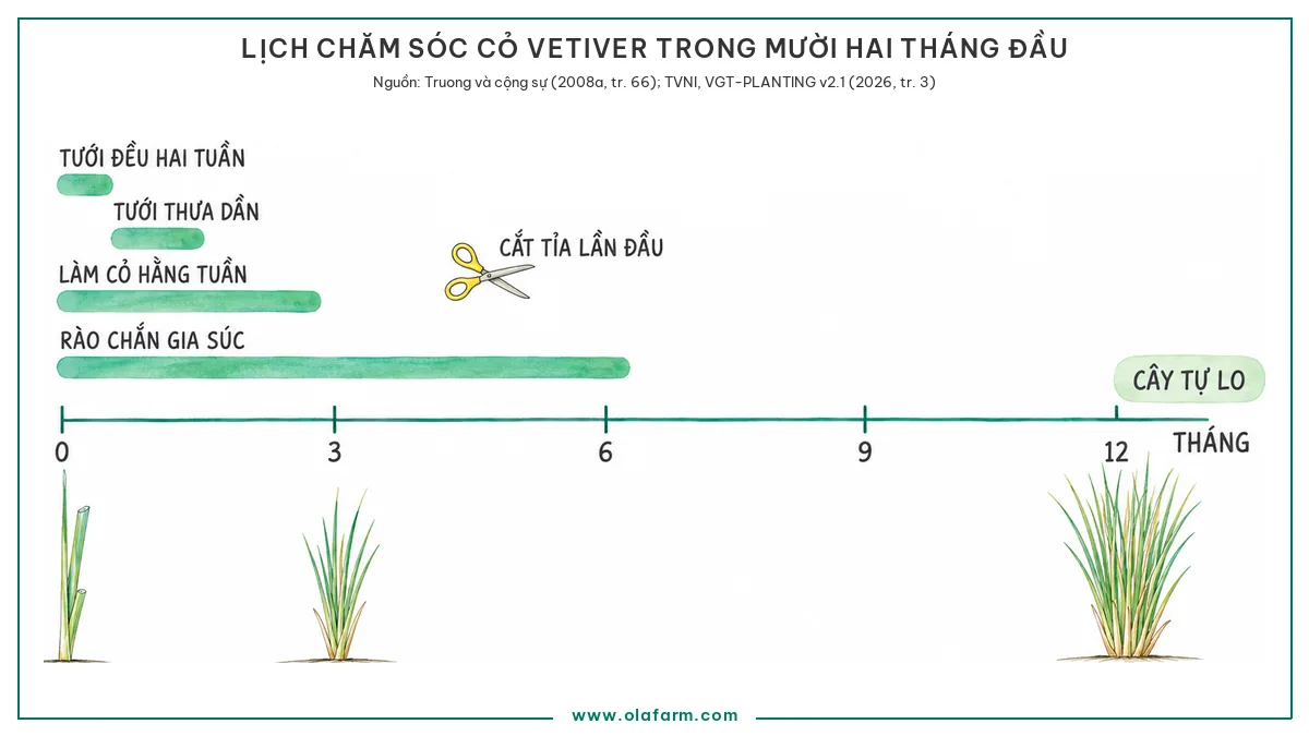 Cách chăm sóc cỏ Vetiver: tưới, bón phân và cắt tỉa theo từng mục đích trồng