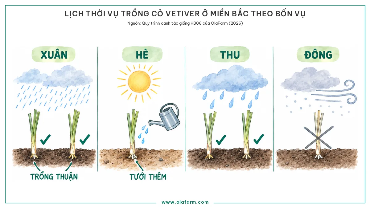 Trồng cỏ Vetiver mùa nào: lịch thời vụ theo vùng và cách trồng trái mùa