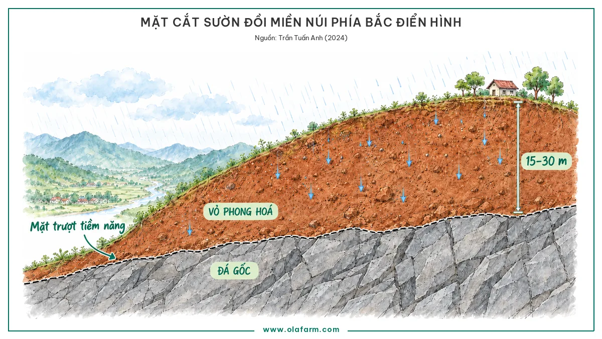 Mặt cắt sườn đồi miền núi phía Bắc: vỏ phong hoá đỏ nâu dày 15–30 m nằm trên đá gốc cứng, ranh giới hai lớp là mặt trượt tiềm năng, nước mưa thấm xuống dừng lại ở ranh giới đó
