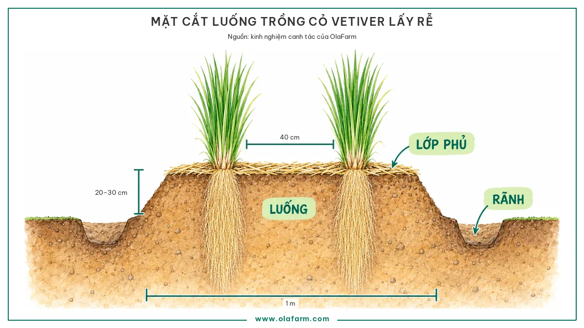 Kỹ thuật trồng cỏ Vetiver lấy tinh dầu: đất, luống, mật độ và thời điểm thu rễ