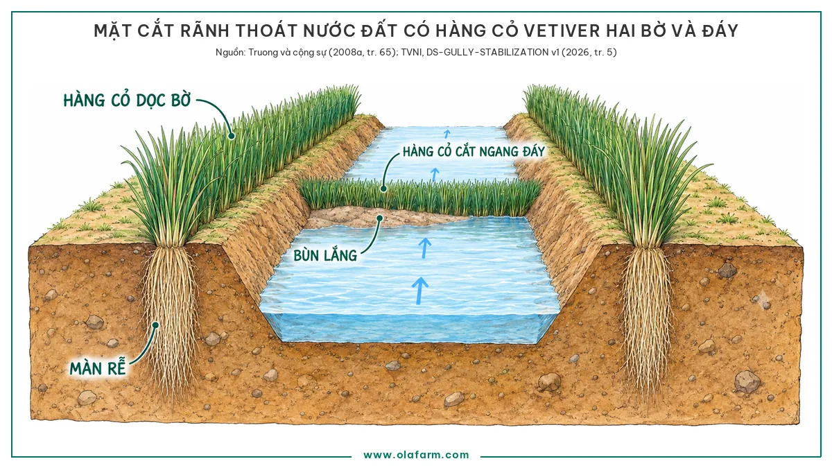 Khối cắt một đoạn rãnh thoát nước đất tiết diện hình thang, hai bờ rãnh có hàng cỏ Vetiver khép kín chạy dọc theo mép trên và mặt cắt lộ màn rễ thẳng xuống dưới mỗi hàng, phía xa một hàng cỏ cắt ngang lòng rãnh với lớp bùn lắng phía trên hàng và nước chảy tiếp phía dưới