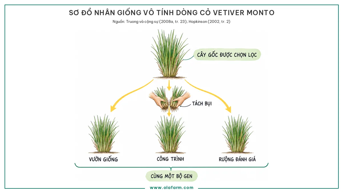 Cỏ Vetiver Monto: dòng giống vô tính chuẩn quốc tế và chỗ dùng phù hợp