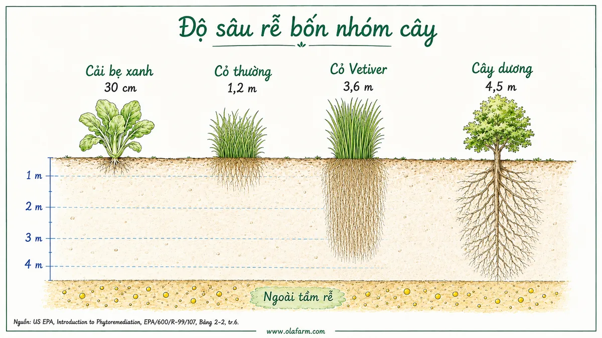 Bốn loài cây vẽ trên cùng một thang đo mét với bộ rễ đúng tỉ lệ độ sâu, từ cải bẹ xanh 30 cm qua cỏ thường 1,2 m và cỏ Vetiver 3,6 m tới cây dương 4,5 m, cho thấy phytoremediation chỉ xử lý được tới nơi rễ với tới