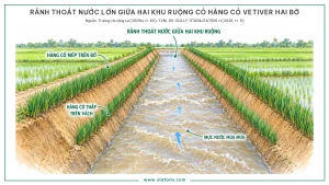 Rãnh thoát nước lớn và sâu chạy giữa hai khu ruộng lúa trong mùa mưa, nước chảy xiết trong lòng rãnh, mỗi bờ có hai hàng cỏ Vetiver khép kín chạy dọc ở mép trên và giữa vách, lòng rãnh để trống, cách bảo vệ rãnh thoát nước bằng cỏ cho loại rãnh dồn nước từ nhiều thửa