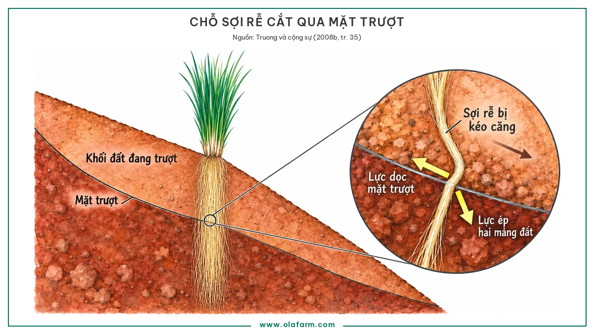 Mặt cắt phóng to chỗ một sợi rễ cỏ Vetiver cắt ngang mặt trượt của mái dốc, lực kéo trong rễ tách thành một thành phần dọc theo mặt trượt và một thành phần vuông góc ép hai mảng đất vào nhau