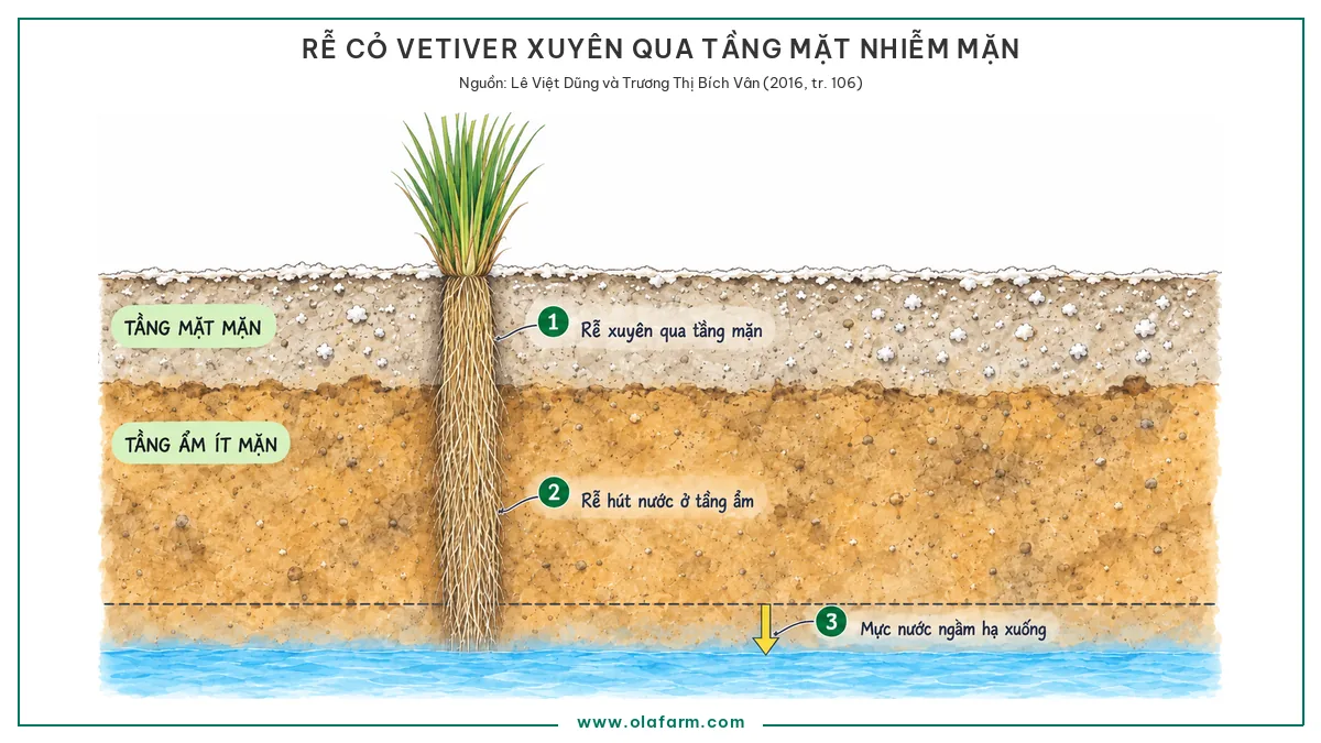Mặt cắt đất cho thấy rễ cỏ Vetiver xuyên thẳng qua tầng mặt mặn xuống tầng ẩm ít mặn hơn, kèm mũi tên mực nước ngầm hạ xuống