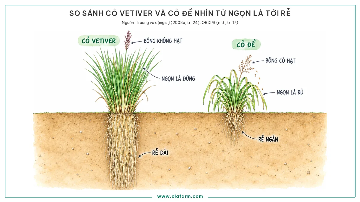 Hình vẽ so sánh hai loài cỏ Vetiver Chrysopogon zizanioides và cỏ đế Chrysopogon nemoralis đặt cạnh nhau: bụi zizanioides cao, ngọn lá đứng, rễ chùm dài thẳng xuống, bông không hạt; bụi nemoralis thấp hơn, ngọn rủ, rễ ngắn, bông có hạt phát tán