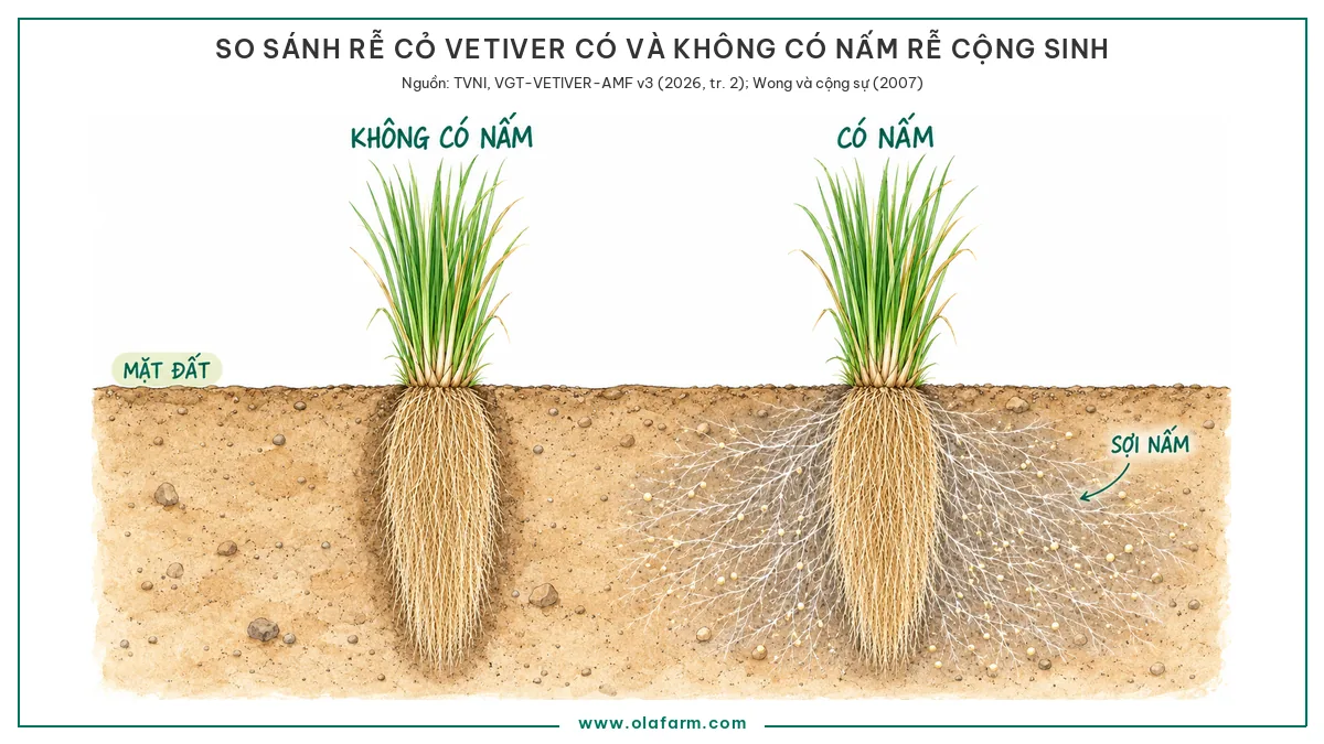 Nấm rễ cộng sinh cỏ Vetiver: cây nhận được gì, cái gì phá nó, và cách nhúng rễ trước khi trồng