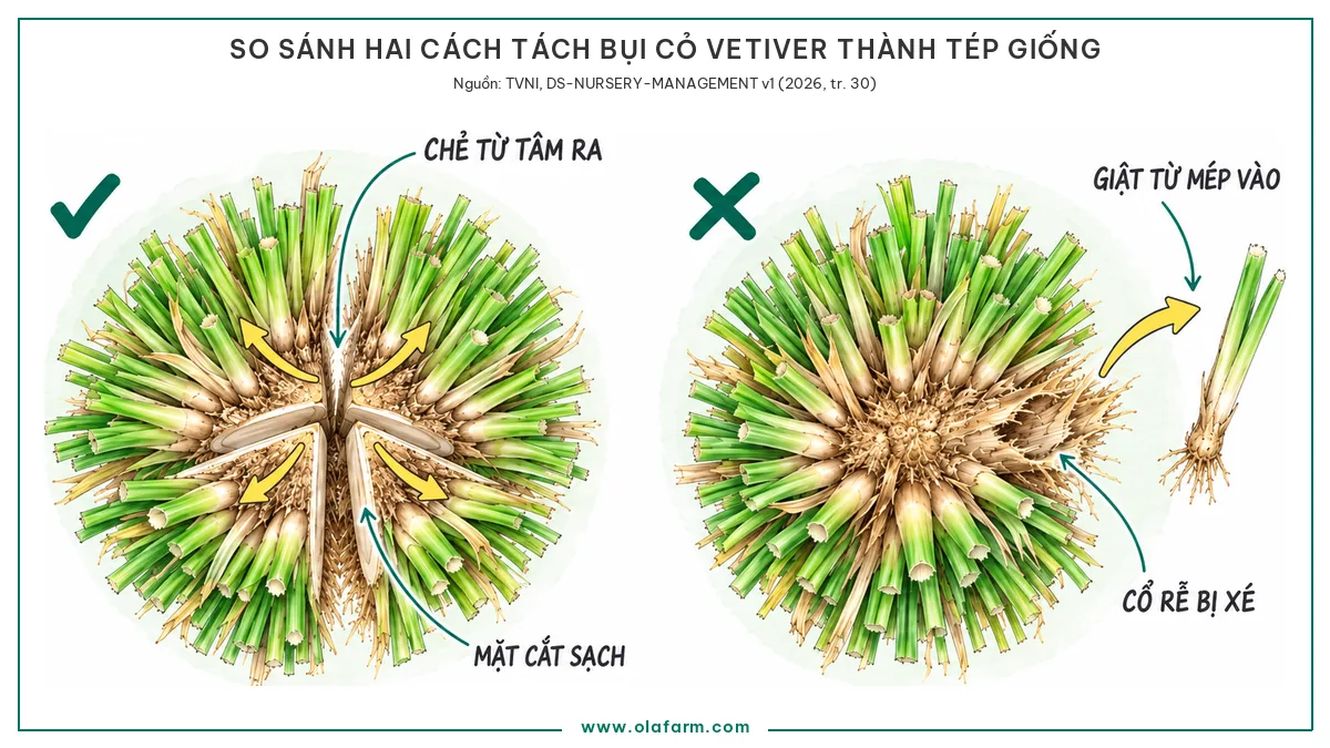 Hình vẽ so sánh hai cách tách bụi cỏ Vetiver nhìn từ trên xuống, bên trái là cách đúng chẻ đôi từ tâm bụi ra ngoài giữ nguyên cổ rễ, bên phải là cách sai giật tép từ mép bụi làm xé cổ rễ của cả hai phần