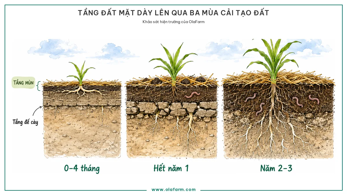 Ba mặt cắt cùng một thửa đất qua ba giai đoạn cải tạo đất, tầng mùn dày dần lên