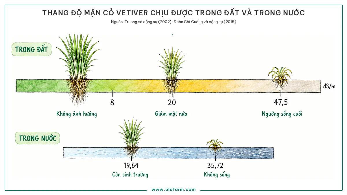 Hai thang độ mặn của cỏ Vetiver, thang trong đất đánh dấu các mốc 8, 20 và 47,5 dS/m, thang trong nước đánh dấu 19,64 và 35,72 dS/m