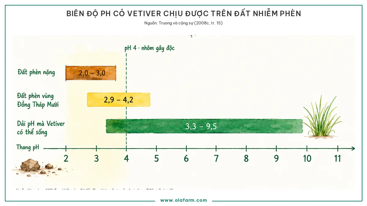 Biên độ chịu đựng của cỏ Vetiver trên đất nhiễm phèn đặt trên thang pH từ 2 đến 11: dải pH cỏ Vetiver sống được kéo từ 3,3 đến 9,5, phủ gần trọn khoảng chua của đất phèn vùng Đồng Tháp Mười pH 2,9 đến 4,2 và đất phèn nặng pH 2,0 đến 3,0, với mốc pH 4 là ngưỡng nhôm gây độc