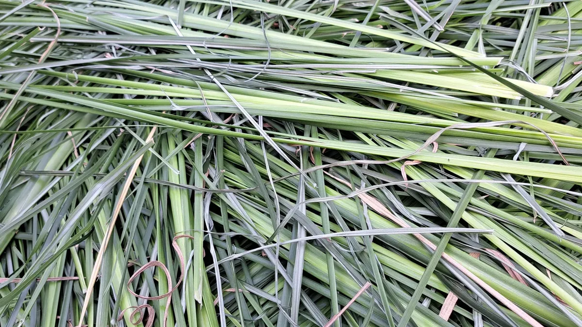Cận cảnh đống lá cỏ Vetiver vừa cắt xếp chồng chéo lên nhau