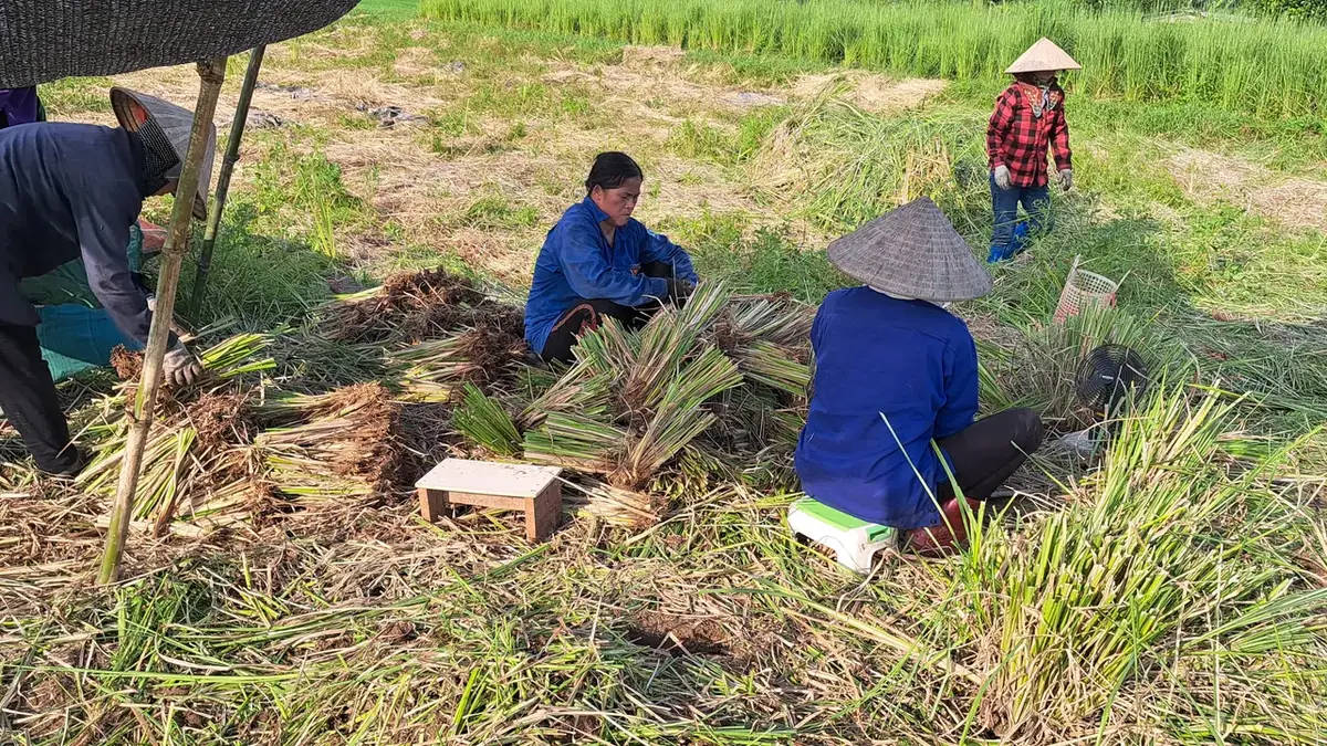 Nhóm công nhân ngồi dưới lưới che nắng giữa ruộng tách bụi cỏ Vetiver thành từng tép giống, các bó tép xếp cạnh ghế gỗ, phía xa một người đi kiểm tra hàng cỏ