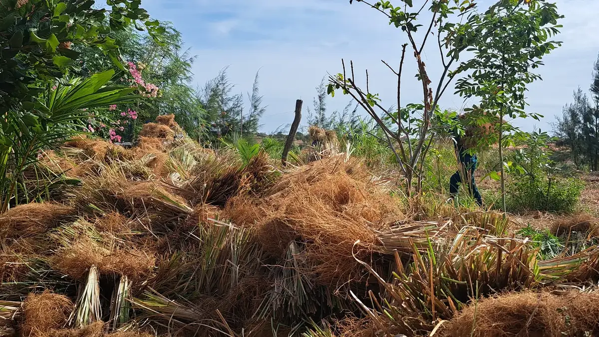 Đống cỏ Vetiver khô lẫn rễ và lá chất cao bên khóm hoa giấy sau thu hoạch, công nhân vác bó đi phía sau hàng cây con trên ruộng nguyên liệu