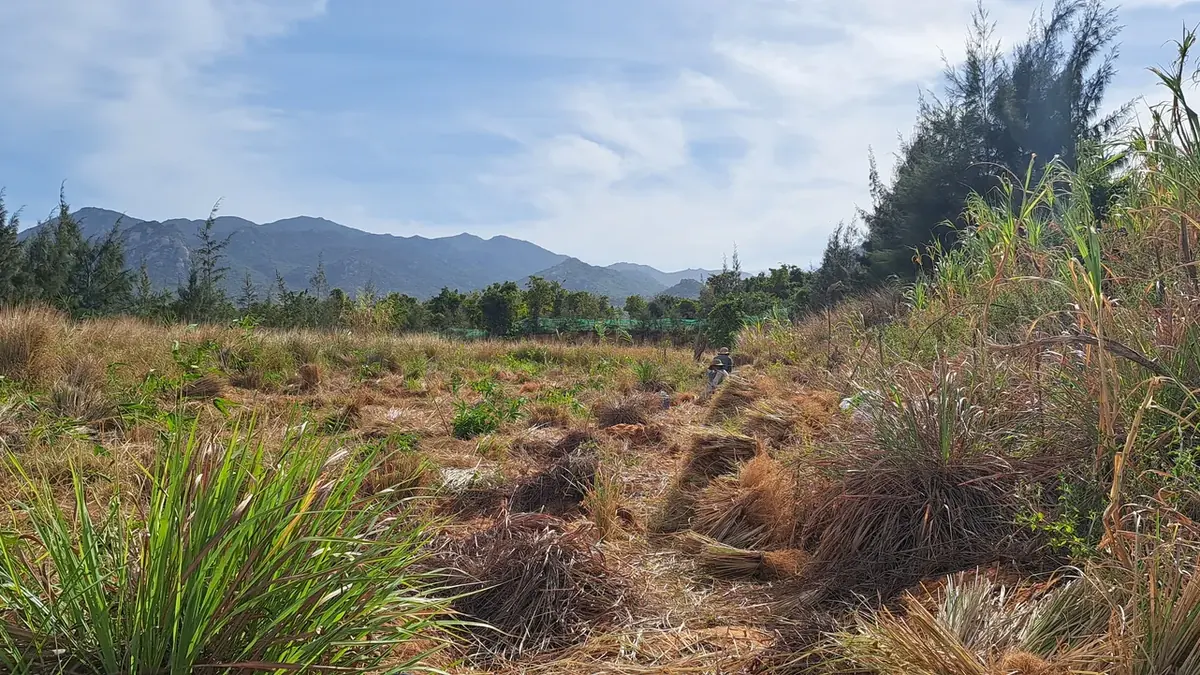 Bãi cỏ Vetiver trồng trên vùng đất cát ven biển với rừng phi lao và dãy núi phía xa, cỏ đã trưởng thành và một phần vừa được cắt