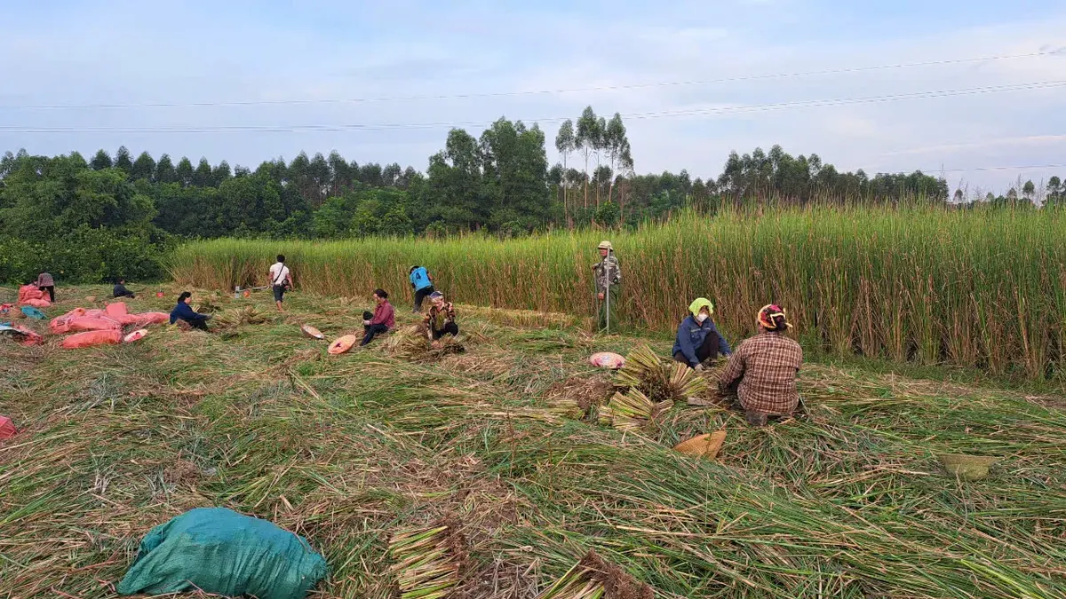 Nhiều nhân công OlaFarm ngồi bó giống cỏ Vetiver trên ruộng vừa cắt, phía sau là ruộng cỏ Vetiver chưa khai thác
