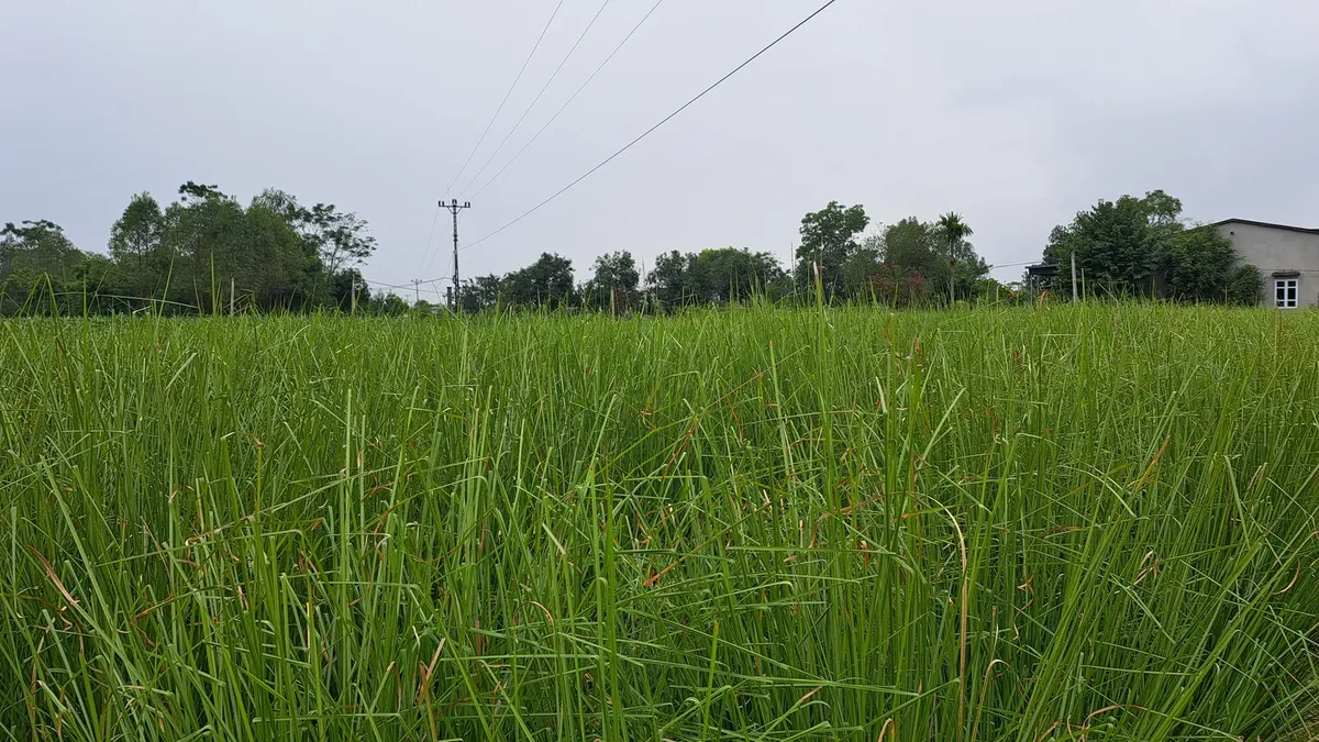 Ruộng cỏ Vetiver đã khép hàng lá dày sau giai đoạn đầu cải tạo đất