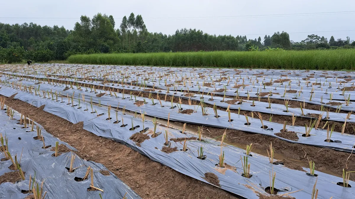 Các luống hom cỏ Vetiver mới trồng cắm qua lỗ màng phủ nilon đen trải dài, khoảng cách đều nhau giữa các hốc thể hiện mật độ trồng cỏ Vetiver lúc mới xuống giống