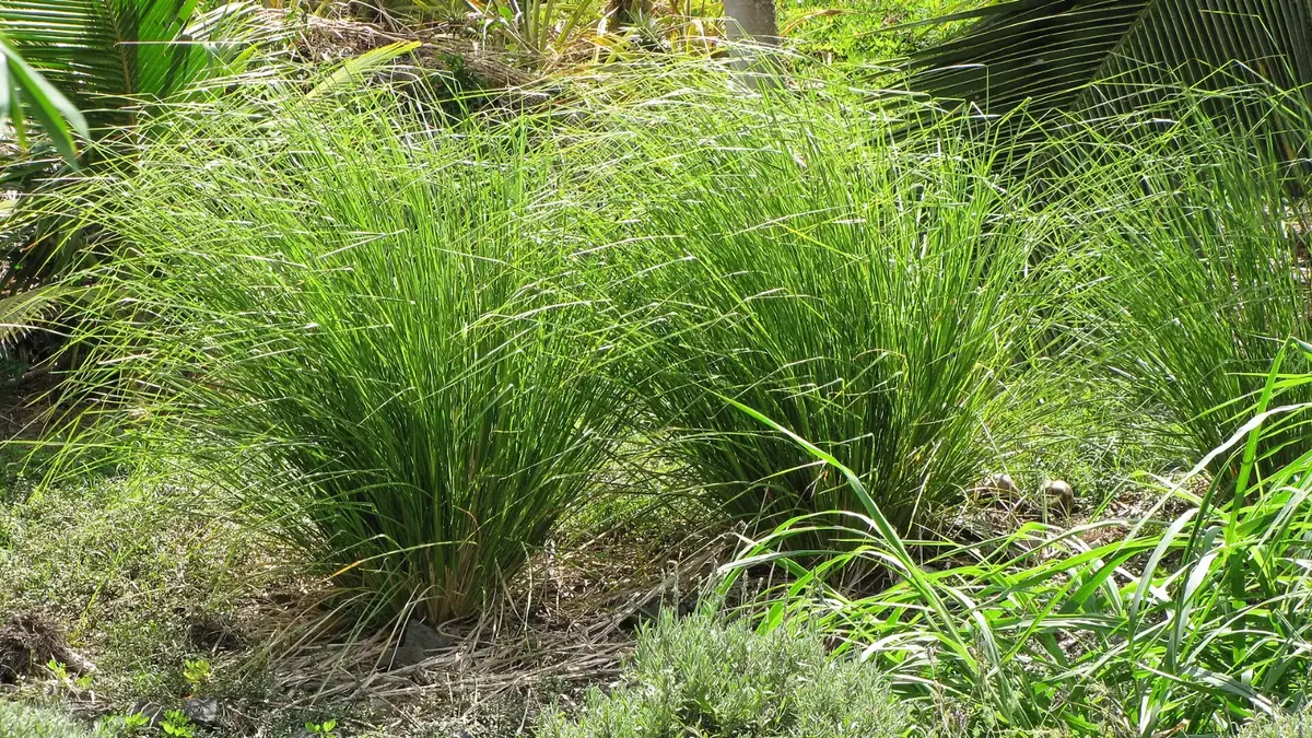 Khóm cỏ Vetiver mọc xen giữa các cây trồng khác trong vườn, minh hoạ trồng xen không tranh chỗ