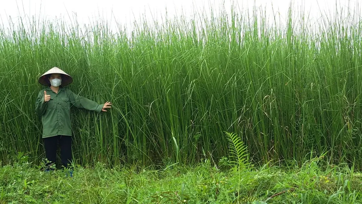 Người đứng cạnh bức tường cỏ Vetiver cao vượt đầu người trong vườn giống, cho thấy khối lượng sinh khối cỏ tích được sau một vụ