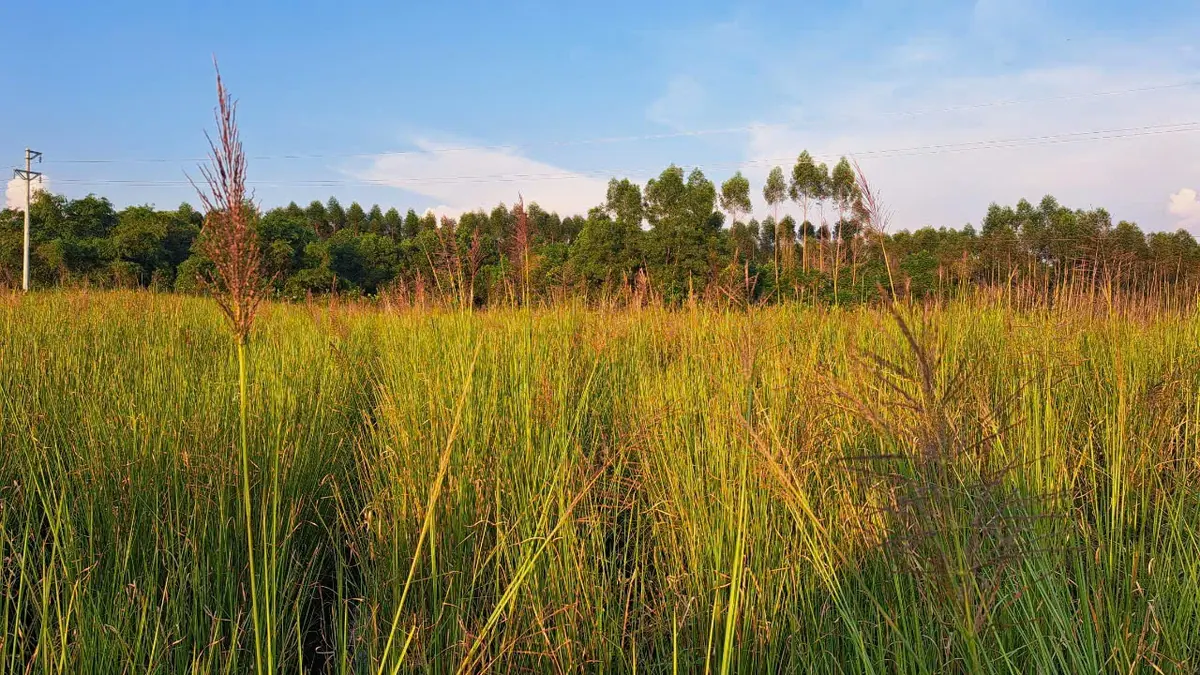 Ruộng cỏ Vetiver trưởng thành trổ bông trong nắng chiều tại vườn giống OlaFarm
