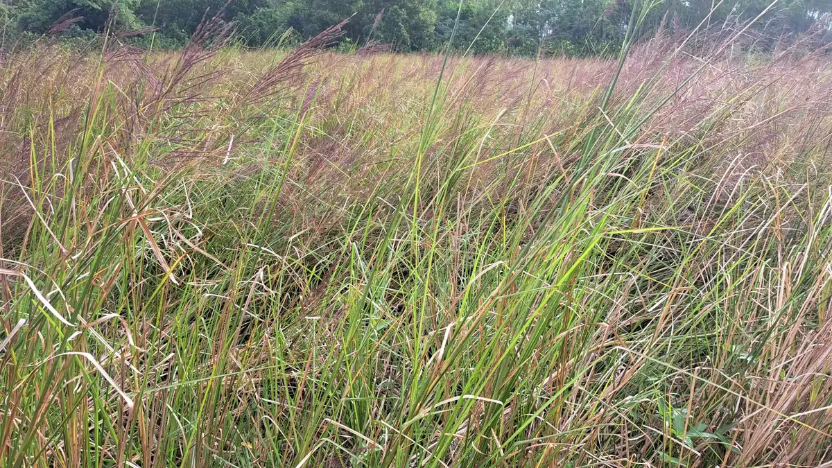 Ruộng cỏ Vetiver trưởng thành đang trổ bông, thân lá mọc dày kín tầm mắt, minh hoạ khối sinh khối lớn mà cây tạo ra mỗi năm