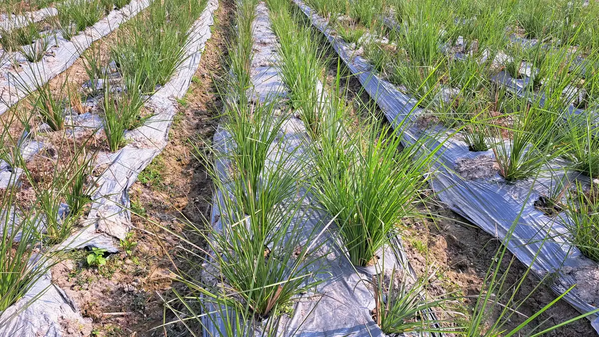 Khóm cỏ Vetiver non xanh mọc qua lỗ màng phủ bạc trên luống dưới nắng, giai đoạn cây con đã bén rễ ngoài ruộng