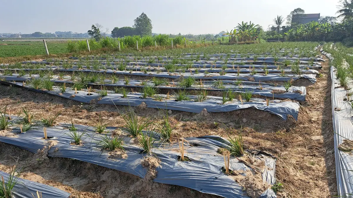 Ruộng hom cỏ Vetiver mới trồng cắm qua màng phủ trên các luống đất cát, vạt cỏ trưởng thành và làng mạc phía xa