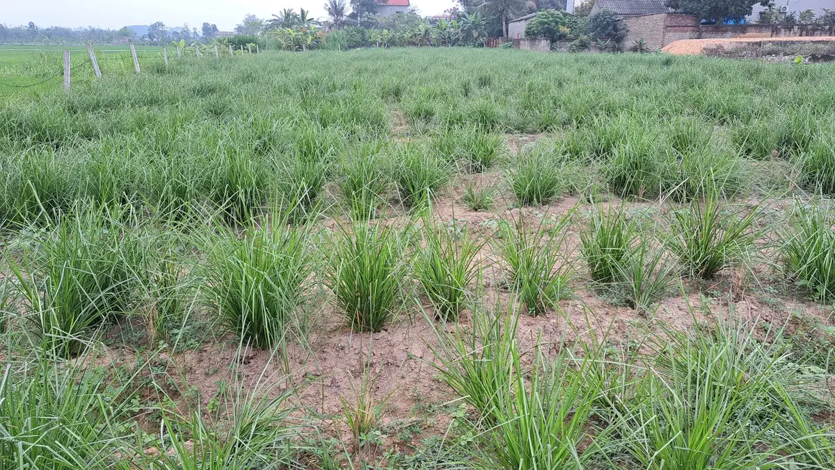 Ruộng cỏ Vetiver trồng thành hàng thẳng trên đất cát ven làng, các khóm non đang bén rễ, loại cây dùng để chống cát bay ven biển