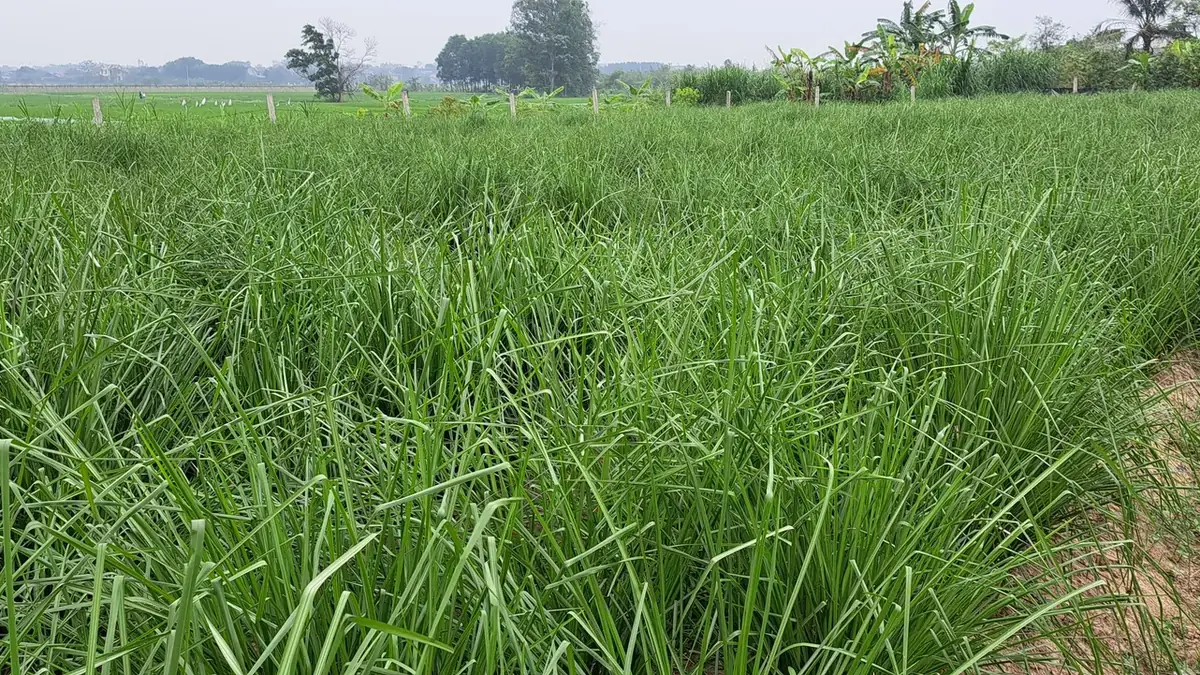 Ruộng cỏ Vetiver xanh rậm trồng trên đất cát pha, lối đi bên phải, bụi chuối và hàng cây phía sau, ruộng nguyên liệu trồng theo kỹ thuật trồng cỏ Vetiver lấy tinh dầu