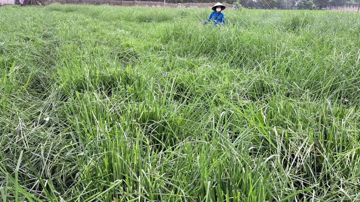 Công nhân đội nón lá đứng giữa ruộng cỏ Vetiver cao ngang ngực đang cắt tỉa lá, các vạt cỏ đã cắt đổ rạp phía trước, một bước trong cách chăm sóc cỏ Vetiver ở vườn ươm giống OlaFarm