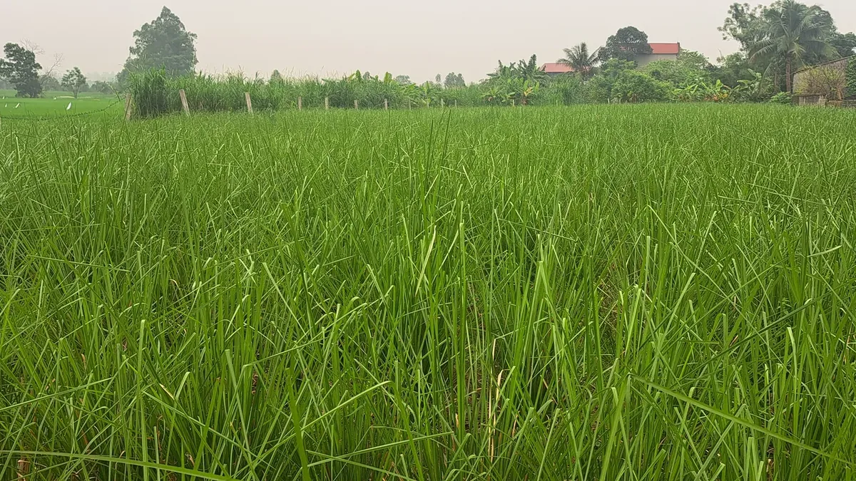 Vườn giống cỏ Vetiver của OlaFarm, ruộng cỏ xanh tốt cao ngang lưng trải rộng, hàng rào và xóm làng phía xa, nơi cung cấp tép giống cho công trình bảo vệ rãnh thoát nước bằng cỏ