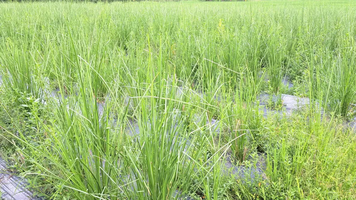 Ruộng cỏ Vetiver non trồng trên luống màng phủ bị cỏ dại mọc xen dày