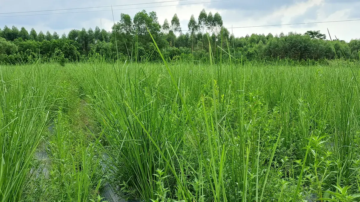 Ruộng cỏ Vetiver mọc xen nhiều cỏ dại, minh hoạ giới hạn cỏ Vetiver cần đủ nắng mới phát triển