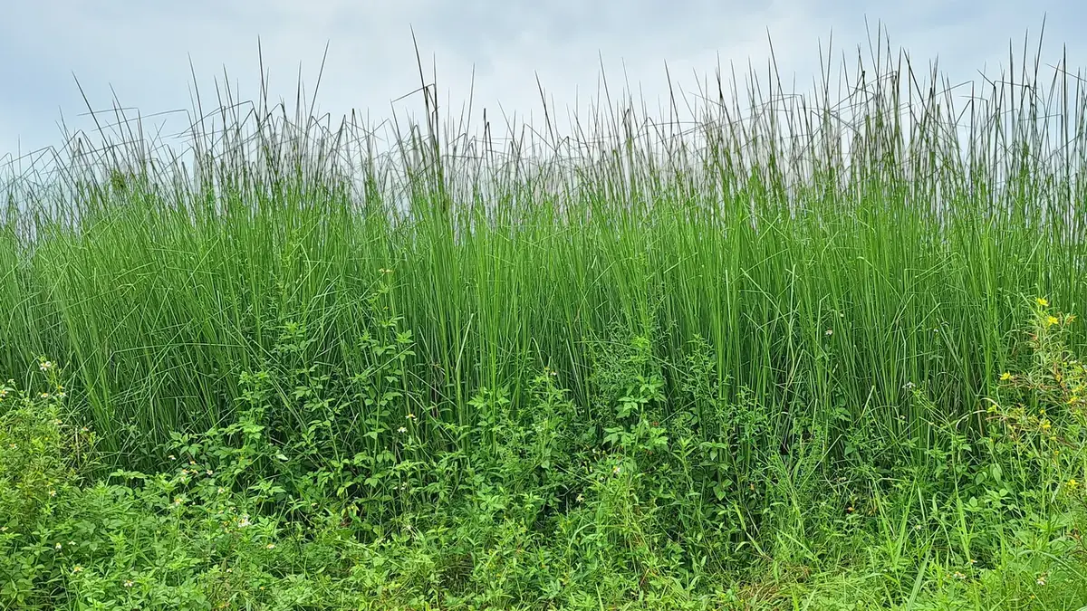 Vạt cỏ Vetiver trưởng thành mọc thẳng đứng chụm sát nhau thành hàng dày, lá hẹp và dài