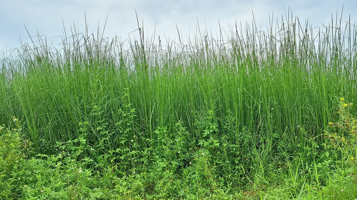 Bức tường cỏ Vetiver xanh dày đặc nhìn ngang trên nền trời, lá vươn thẳng đứng liền mạch không hở khoảng nào