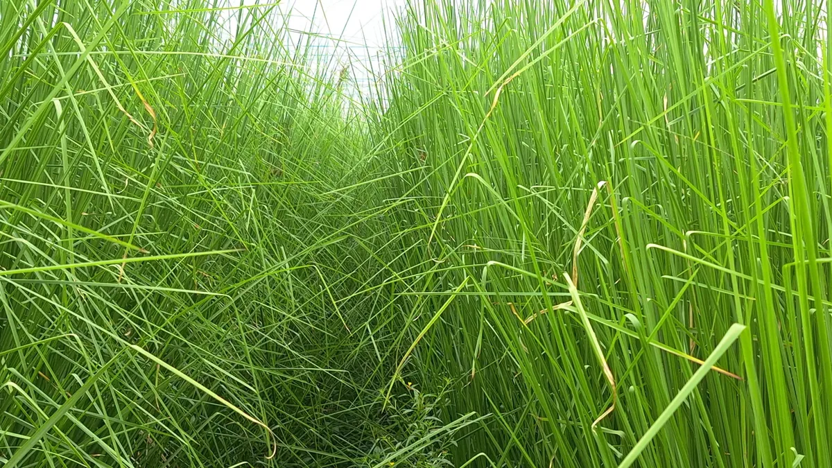 Lối đi hẹp giữa hai hàng cỏ Vetiver cao quá đầu người, lá đan chéo kín phía trên