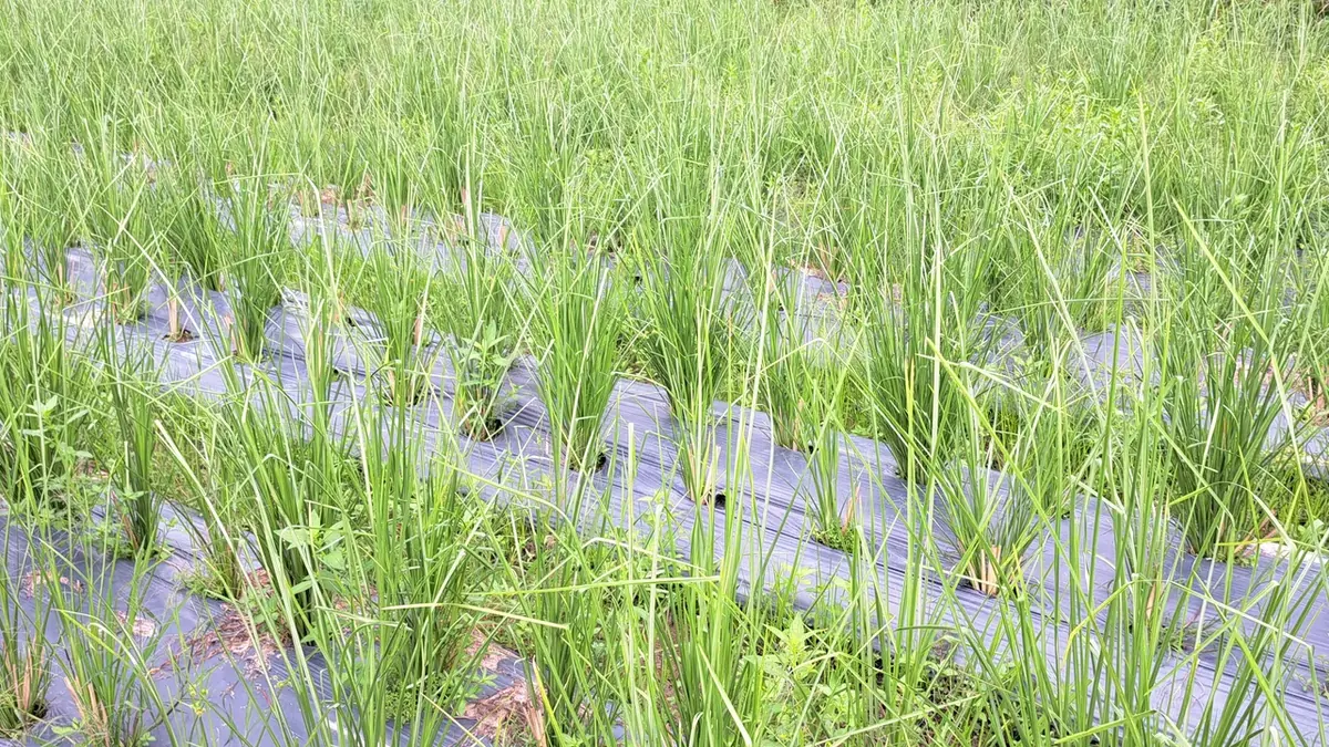 Vườn ươm cỏ Vetiver với các khóm non xếp hàng đều trên luống có màng phủ và rơm rạ giữ ẩm