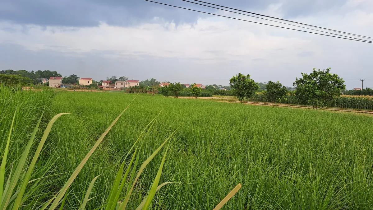 Toàn cảnh ruộng giống cỏ Vetiver trưởng thành của OlaFarm nhìn từ mép ruộng, phía sau là hàng cây ăn quả và nhà dân