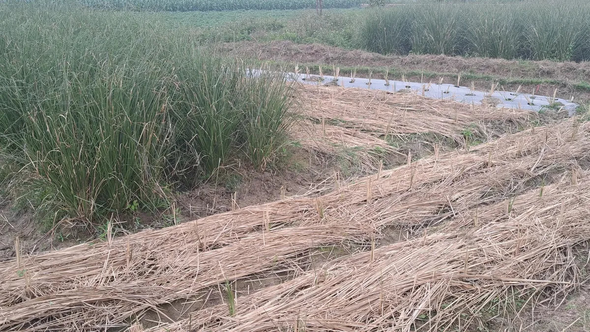 Một khóm cỏ Vetiver trưởng thành lá cao dày bên trái, ngay cạnh là luống tép mới trồng phủ màng và rơm rạ còn trơ đất